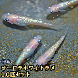 オーロラホワイトラメめだか 未選別 稚魚 SS〜Sサイズ 10匹セット / オーロラホワイトラメメダカ