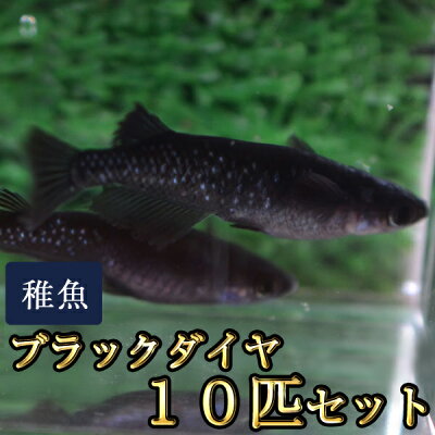 楽天市場 ブラックダイヤ オロチラメめだか 未選別 稚魚 Ss Sサイズ 10匹セット オロチラメメダカ めだか物語楽天市場店