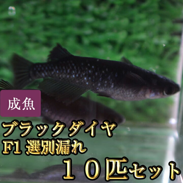 楽天市場 ブラックダイヤ オロチラメめだか F1 選別漏れ 10匹セット オロチラメメダカ めだか物語楽天市場店