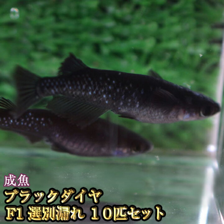 楽天市場 限定大特価 ブラックダイヤ オロチラメめだか F1 選別漏れ 10匹セット オロチラメメダカ めだか物語楽天市場店