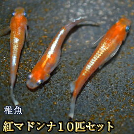 楽天市場】ユリシスめだか 10匹セット / ユリシスメダカ : めだか物語 