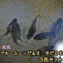 楽天市場】半だるま メダカの通販