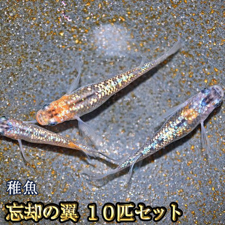 楽天市場】忘却の翼めだか 未選別 稚魚 SS〜Sサイズ 10匹セット / 忘却 