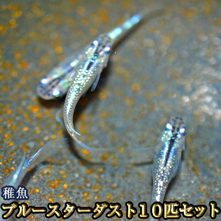 ギフ 包装 メダカ 赤ブチラメみゆき 幹之 めだか 虹色ラメ 未選別 稚魚 Ss Sサイズ 匹セット Shipsctc Org