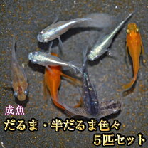 楽天市場】だるま メダカの通販