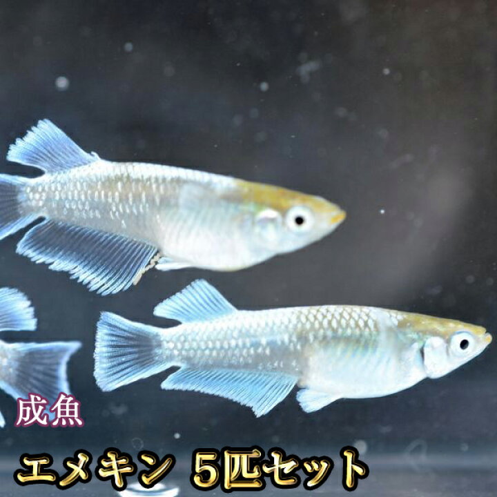 楽天市場】エメキン / マリアージュキッシングワイドフィンエメラルド 