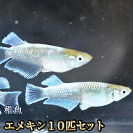 エメキン / マリアージュキッシングワイドフィンエメラルドフィンタイプめだか 未選別 稚魚 SS〜Sサイズ …