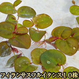 フィランサスフルイタンス 10株セット / めだかの飼育に