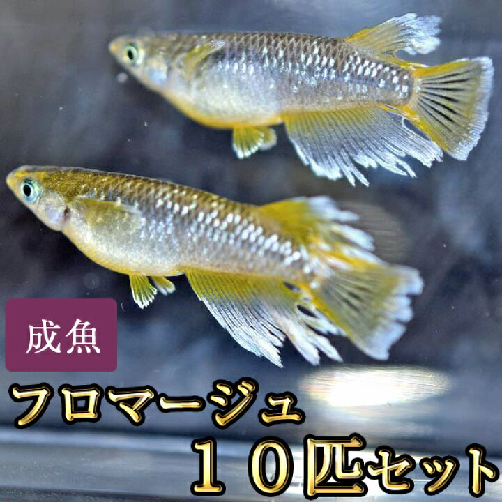 楽天市場】フロマージュめだか 10匹セット / フロマージュメダカ  