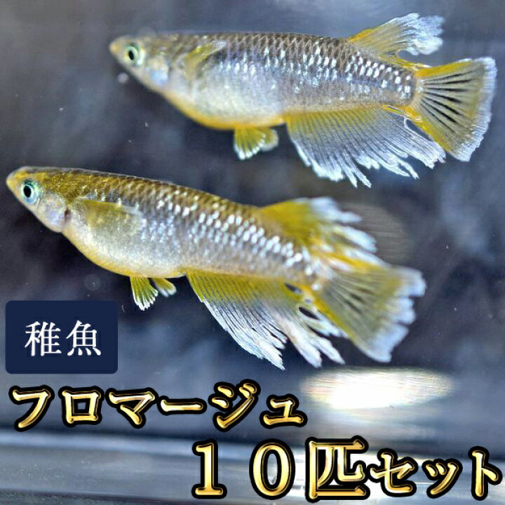 楽天市場】フロマージュめだか 未選別 稚魚 SS〜Sサイズ 10匹セット 