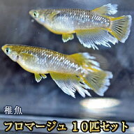 フロマージュめだか 未選別 稚魚 SS〜Sサイズ 10匹セット / フロマージュメダカ