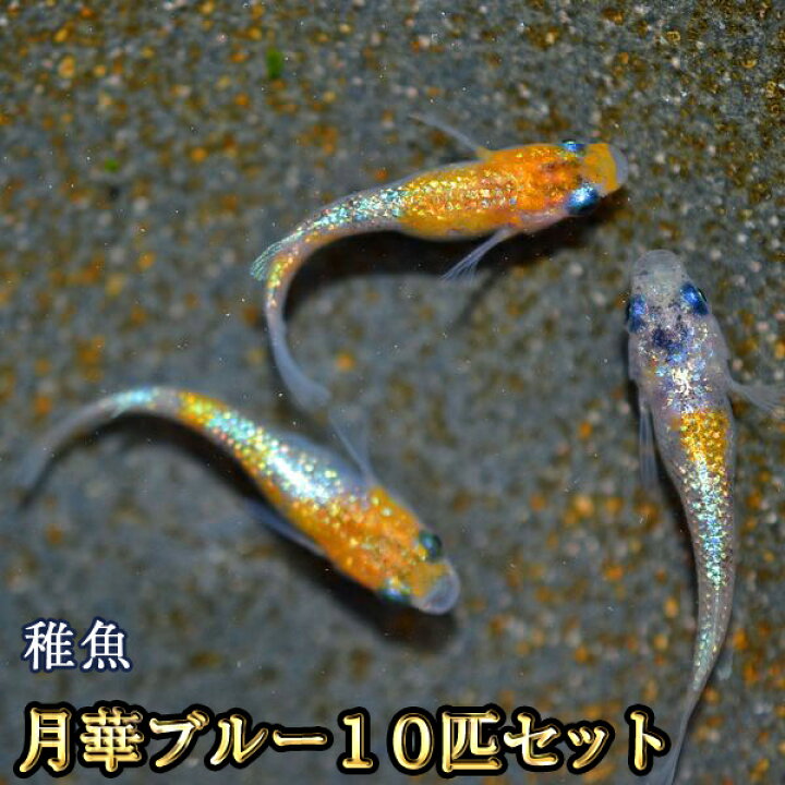 楽天市場】月華ブルーめだか 未選別 稚魚 SS〜Sサイズ 10匹セット / 月 