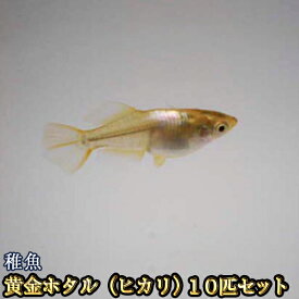 楽天市場 めだか物語店の通販