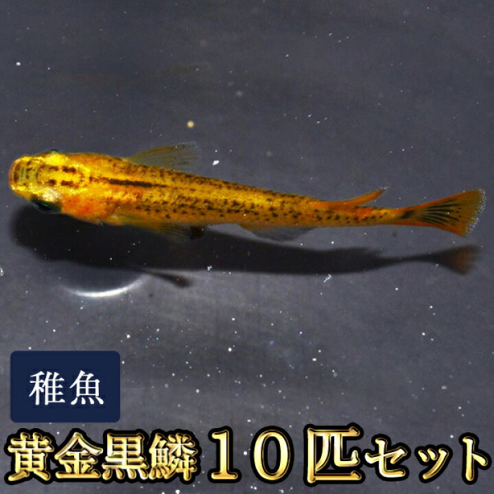 Sale 92 Off メダカ 黒百式めだか 未選別 稚魚 Ss Sサイズ 10匹セット 限定大特価 Discoversvg Com