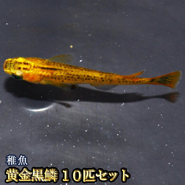 楽天市場 黄金黒鱗めだか 稚魚 Ss Sサイズ 10匹セット 黄金黒鱗メダカ めだか物語楽天市場店