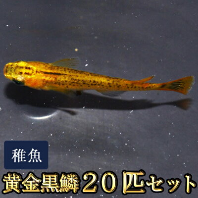 楽天市場 送料無料 黄金黒鱗めだか 稚魚 Ss Sサイズ 匹セット 黄金黒鱗メダカ 沖縄は別途送料必要 めだか物語楽天市場店