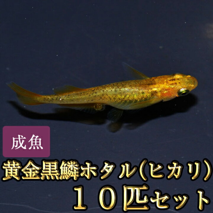 限定special Price メダカ 黄金黒鱗ラメめだか 未選別 稚魚 Ss Sサイズ 10匹セット Shipsctc Org 限定special Price メダカ 黄金黒鱗ラメめだか 未選別 稚魚 Ss Sサイズ 10匹セット Shipsctc Org