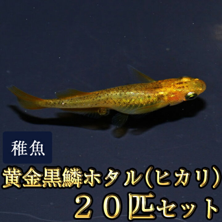 独特の素材 メダカ 紅ほっぺ 白透明鱗めだか 稚魚匹 Sakcc Ca 独特の素材 メダカ 紅ほっぺ 白透明鱗めだか 稚魚匹 Sakcc Ca