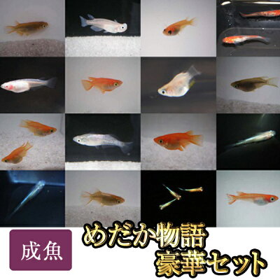 楽天市場 めだか物語 豪華セット 約匹 30匹前後 めだか物語楽天市場店