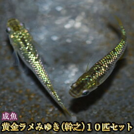 楽天市場 めだか物語の通販