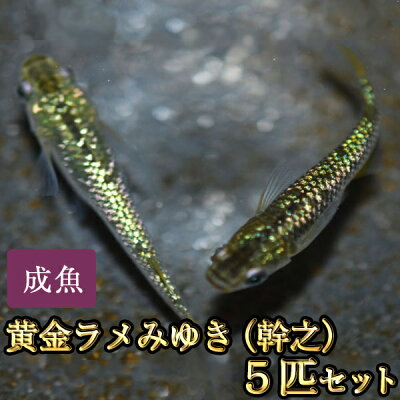 楽天市場 黄金ラメみゆき 幹之 めだか 虹色ラメ 5匹セット 黄金ラメみゆき 幹之 メダカ めだか物語楽天市場店