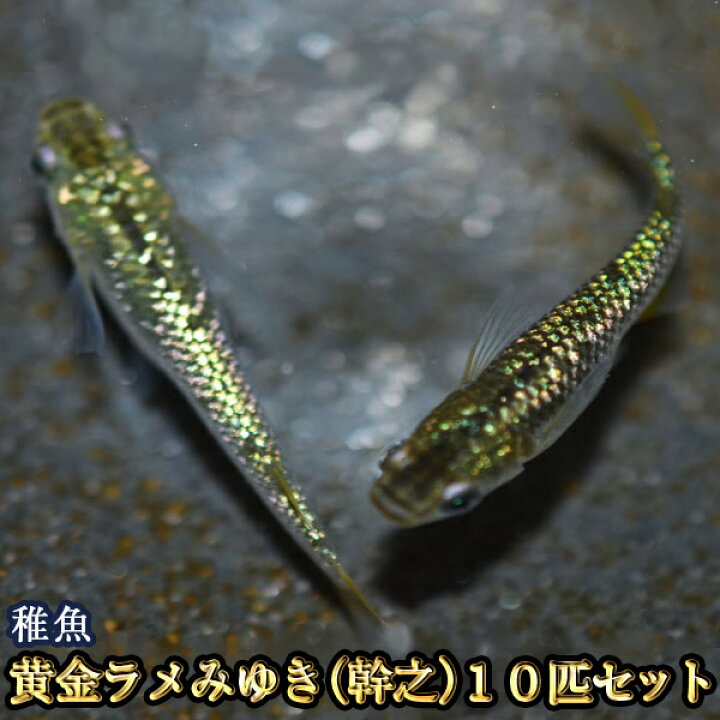 楽天市場 黄金ラメみゆき 幹之 めだか 虹色ラメ 未選別 稚魚 Ss Sサイズ 10匹セット 黄金ラメみゆき 幹之 メダカ めだか物語楽天市場店