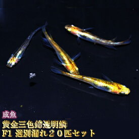 楽天市場 メダカの通販