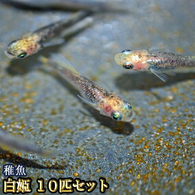 楽天市場 観賞魚 種 観賞魚 メダカ 人気ランキング241位 売れ筋商品 週間ランキング