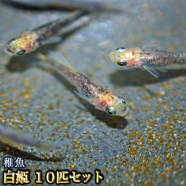 楽天市場 限定大特価 白姫 はくひめ めだか 未選別 稚魚 Ss Sサイズ 10匹セット 白姫メダカ めだか物語楽天市場店