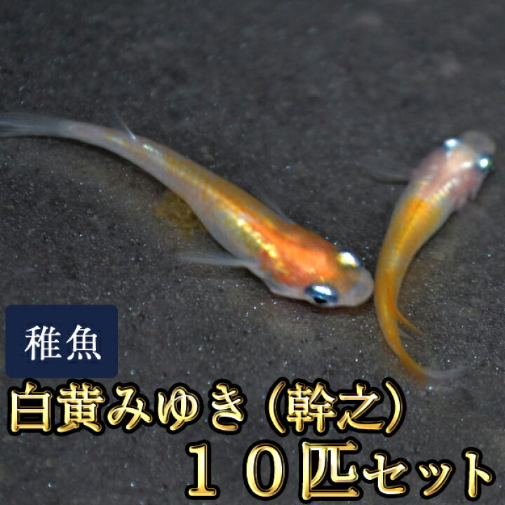 楽天市場 白黄みゆき 幹之 めだか 未選別 稚魚 Ss Sサイズ 10匹セット 白黄みゆき 幹之 メダカ めだか物語楽天市場店