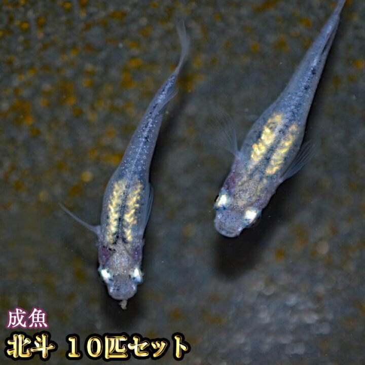 楽天市場 北斗めだか 10匹セット 北斗メダカ めだか物語楽天市場店 楽天市場 北斗めだか 10匹セット 北斗メダカ めだか物語楽天市場店
