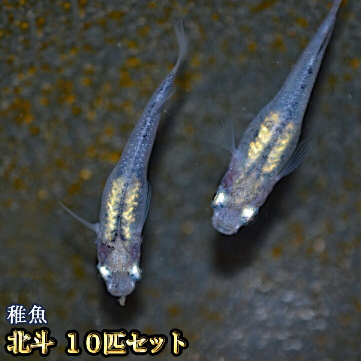 楽天市場 北斗めだか 未選別 稚魚 Ss Sサイズ 10匹セット 北斗メダカ めだか物語楽天市場店