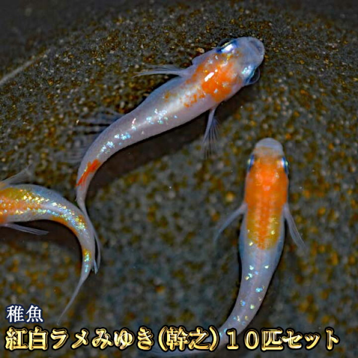 楽天市場 新系統 紅白ラメみゆき 幹之 めだか 虹色ラメ 未選別 稚魚 Ss Sサイズ 10匹セット 紅白ラメみゆき 幹之 メダカ めだか 物語楽天市場店 楽天市場 新系統 紅白ラメみゆき 幹之 めだか 虹色ラメ 未選別 稚魚 Ss Sサイズ 10匹セット 紅白ラメみゆき 幹之 メダカ めだか 物語楽天市場店