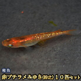 楽天市場 赤 観賞魚 熱帯魚 アクアリウム ペット ペットグッズの通販