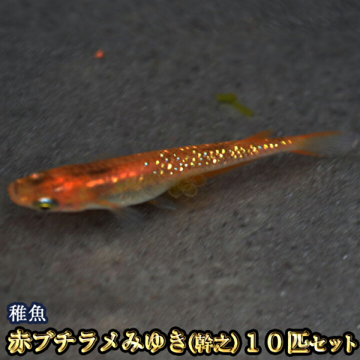 楽天市場 赤ブチラメみゆき 幹之 めだか 虹色ラメ 未選別 稚魚 Ss Sサイズ 10匹セット 赤ブチラメみゆき 幹之 メダカ めだか 物語楽天市場店