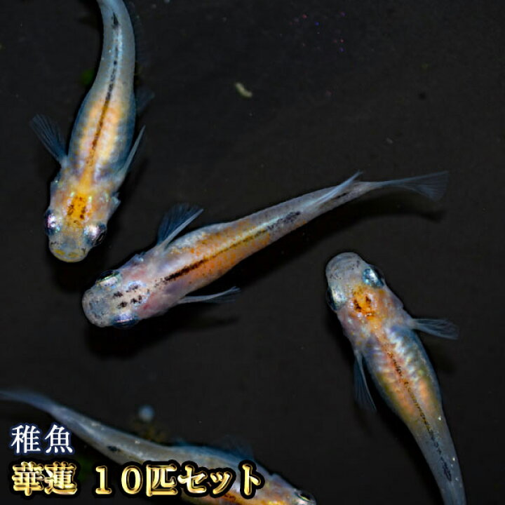 楽天市場 華蓮めだか 未選別 稚魚 Ss Sサイズ 10匹セット 華蓮メダカ カレン めだか物語楽天市場店 楽天市場 華蓮めだか 未選別 稚魚 Ss Sサイズ 10匹セット 華蓮メダカ カレン めだか物語楽天市場店