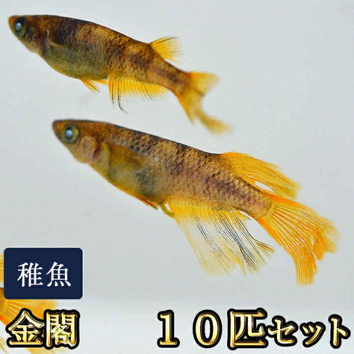 楽天市場】金閣めだか 未選別 稚魚 SS〜Sサイズ 10匹セット / 金閣 