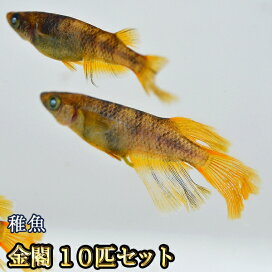 楽天市場】アマテラスめだか 未選別 稚魚 SS～Sサイズ 10匹セット 