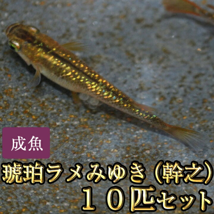 楽天市場 琥珀ラメみゆき 幹之 めだか 虹色ラメ 10匹セット 琥珀ラメみゆき 幹之 メダカ めだか物語楽天市場店