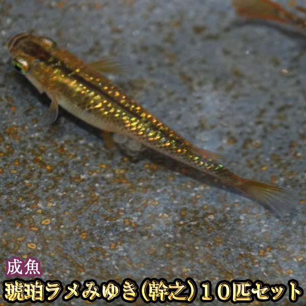 琥珀ラメみゆき 幹之 日本最大級の品揃え めだか メダカ 虹色ラメ 10匹セット 10％OFF