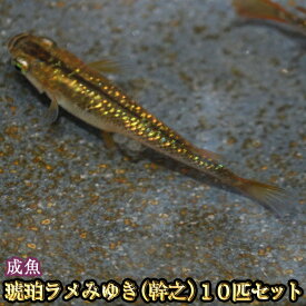 楽天市場 琥珀 メダカの通販