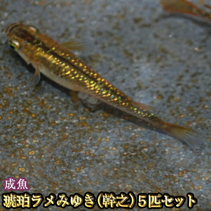 楽天市場 琥珀ラメみゆき 幹之 めだか 虹色ラメ 5匹セット 琥珀ラメみゆき 幹之 メダカ めだか物語楽天市場店
