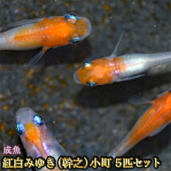 楽天市場 改良めだかの生産 直売 種類が豊富でお買い得 めだか物語楽天市場店 トップページ