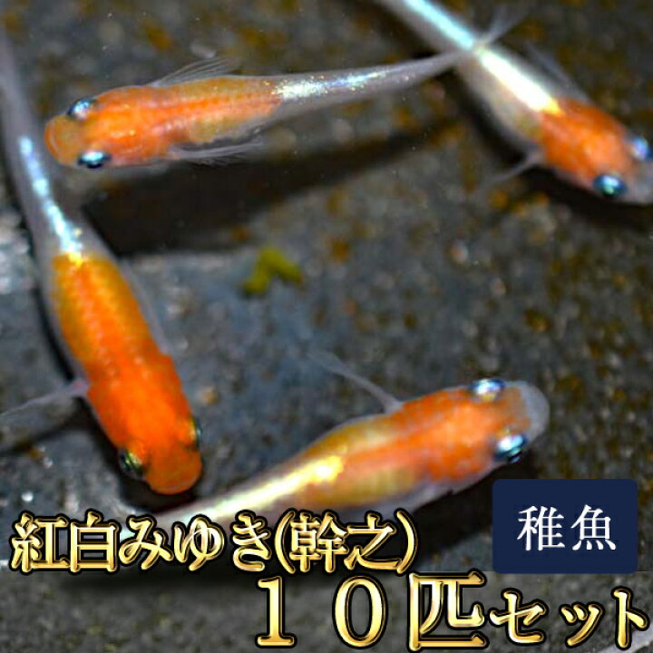 楽天市場 限定大特価 紅白みゆき 幹之 めだか 体外光 未選別 稚魚 Ss Sサイズ 10匹セット 紅白みゆき 幹之 メダカ めだか 物語楽天市場店