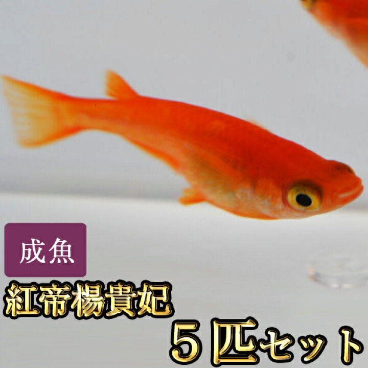 楽天市場 紅帝楊貴妃めだか 5匹セット 紅帝楊貴妃メダカ めだか物語楽天市場店