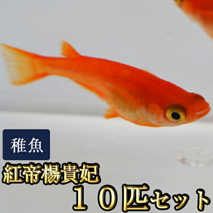 楽天市場】紅帝楊貴妃めだか 未選別 稚魚 SS〜Sサイズ 10匹セット / 紅 