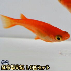 紅帝楊貴妃めだか 稚魚 SS～Sサイズ 10匹セット / 紅帝楊貴妃メダカ