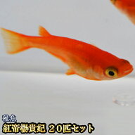 【送料無料】紅帝楊貴妃めだか 未選別 稚魚 SS〜Sサイズ 20匹セット / 紅帝楊貴妃メダカ　（※沖縄は別途…