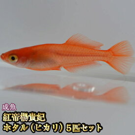 楽天市場 メダカ ヒカリの通販