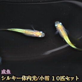 楽天市場 小雪 画像の通販
